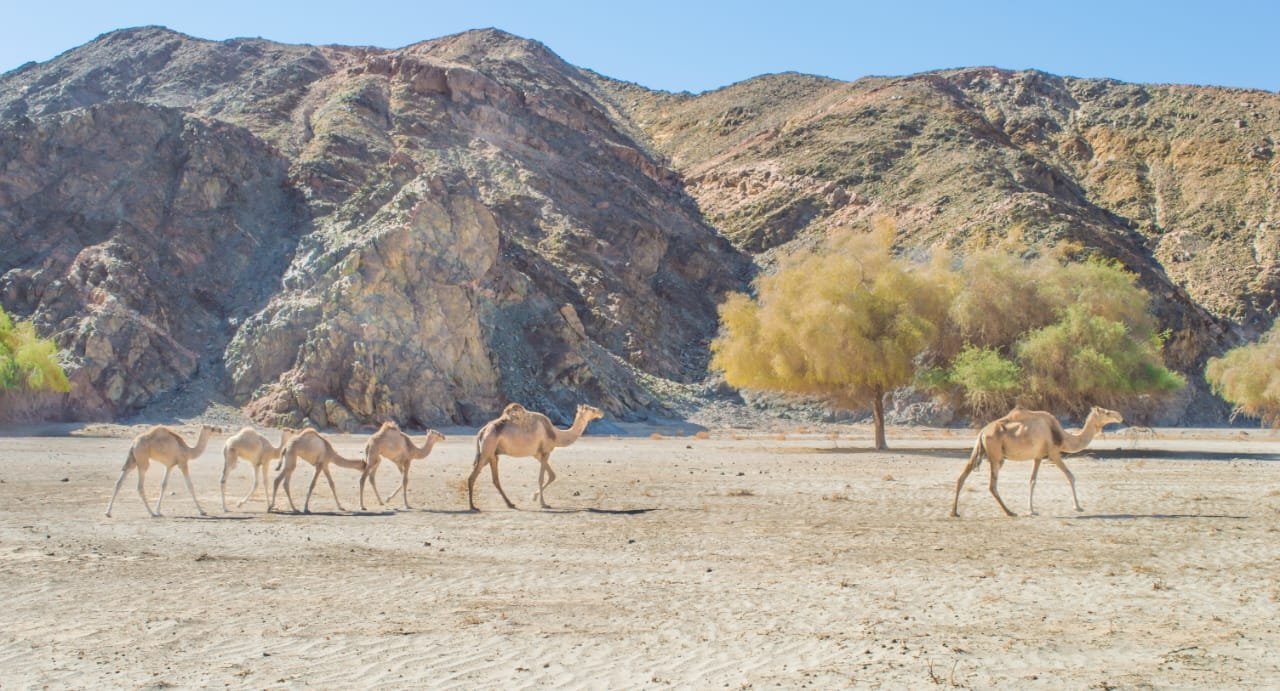 Valley of The Camel